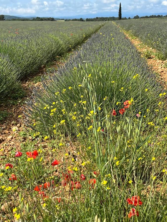 Gite Harmonie Gréoux-les-Bains Exteriör bild