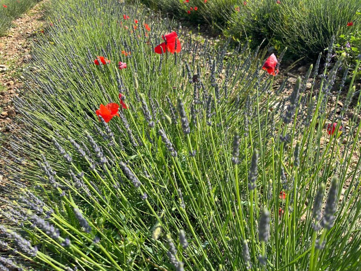 Gite Harmonie Gréoux-les-Bains Exteriör bild