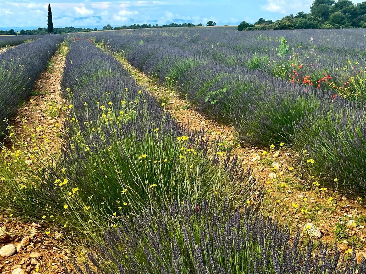 Gite Harmonie Gréoux-les-Bains Exteriör bild